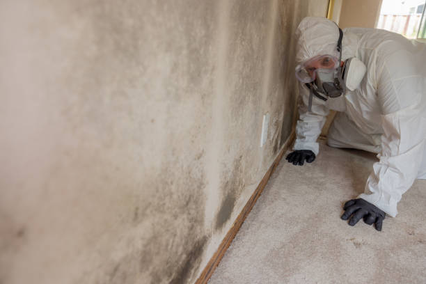 Mold Remediation for Rental Properties in Scottsville, KY